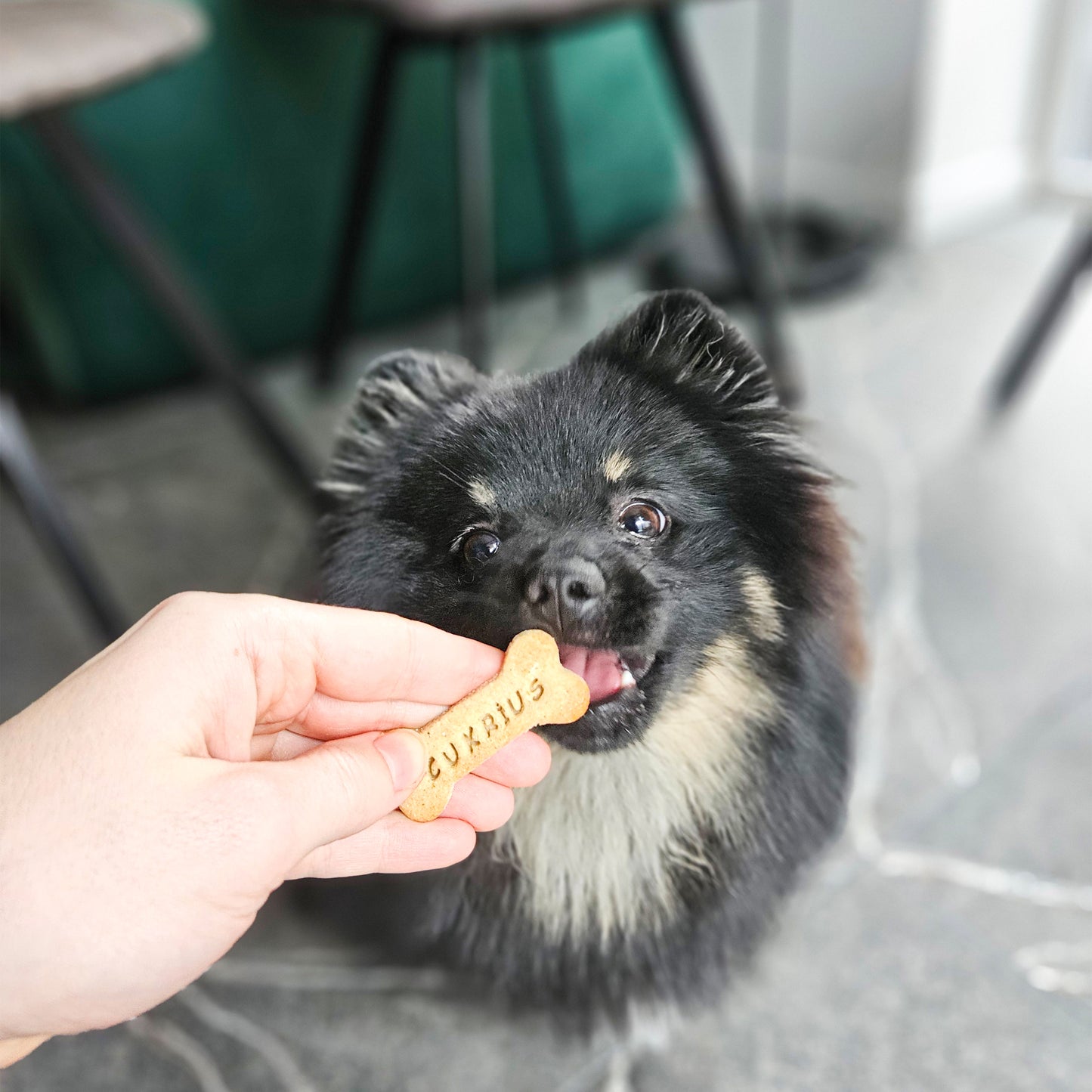 Personalizuoti skanėstai šunims su riešutų sviestu