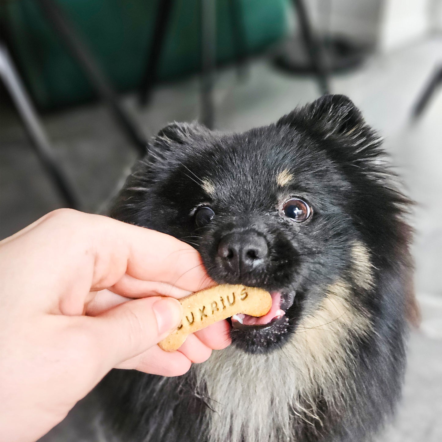 Personalizuoti skanėstai šunims su bananais