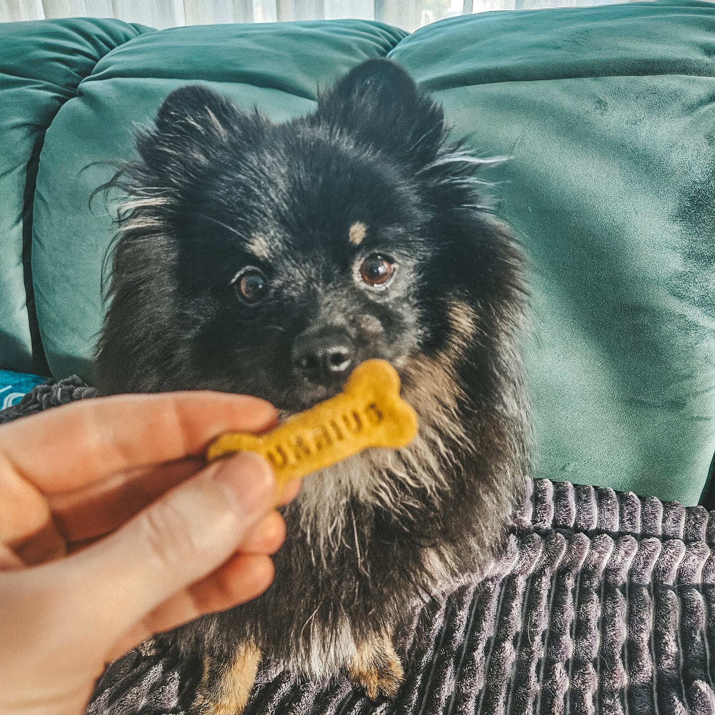 Personalizuoti skanėstai šunims "Morkiukai"